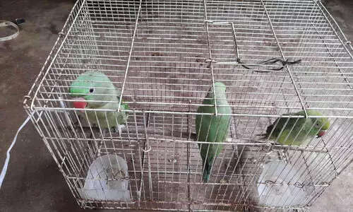 വീട്ടിൽ വളർത്തിയ പക്ഷികളെ പിടികൂടി; വീട്ടുടമക്കെതിരെ കേസെടുത്തു