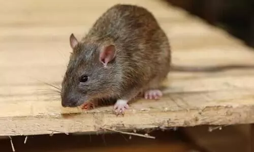 rat 61121