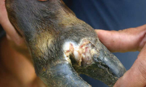 കുളമ്പുരോഗ പ്രതിരോധ കുത്തിവെപ്പ്​ ഇഴയുന്നു;  പ്ര​തി​രോ​ധ കു​ത്തി​വെ​പ്പ്​ തീ​യ​തി 10വ​രെ നീ​ട്ടി