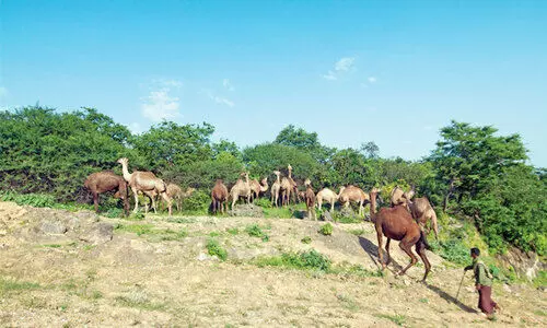 ഒട്ടകപ്പാൽ: അൽ മുറൂജ്​ ​െഡയറിയുടെ   പ്രവർത്തനം ഉടൻ തുടങ്ങും