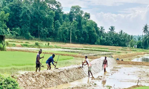 പ്രതിസന്ധികൾക്കിടയിലും ആത്മവിശ്വാസം   കൈവിടാതെ കർഷകർ രണ്ടാംവിളയ്​ക്ക് ഒരുങ്ങി