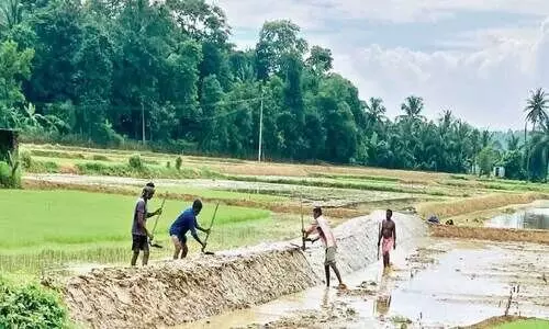 പ്രതിസന്ധികൾക്കിടയിലും ആത്മവിശ്വാസം കൈവിടാതെ കർഷകർ രണ്ടാംവിളയ്ക്ക് ഒരുങ്ങി പ്രതിസന്ധികൾക്കിടയിലും ആത്മവിശ്വാസം കൈവിടാതെ കർഷകർ രണ്ടാംവിളയ്ക്ക് ഒരുങ്ങി