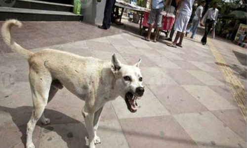 പേയിളകിയ നായ ഏഴുപേരെ കടിച്ചു