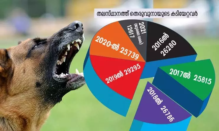 തെരുവുകൾ കീഴടക്കി നായ്ക്കൾ; എ.ബി.സി പദ്ധതി നോക്കുകുത്തി തെരുവുകൾ കീഴടക്കി നായ്ക്കൾ; എ.ബി.സി പദ്ധതി നോക്കുകുത്തി