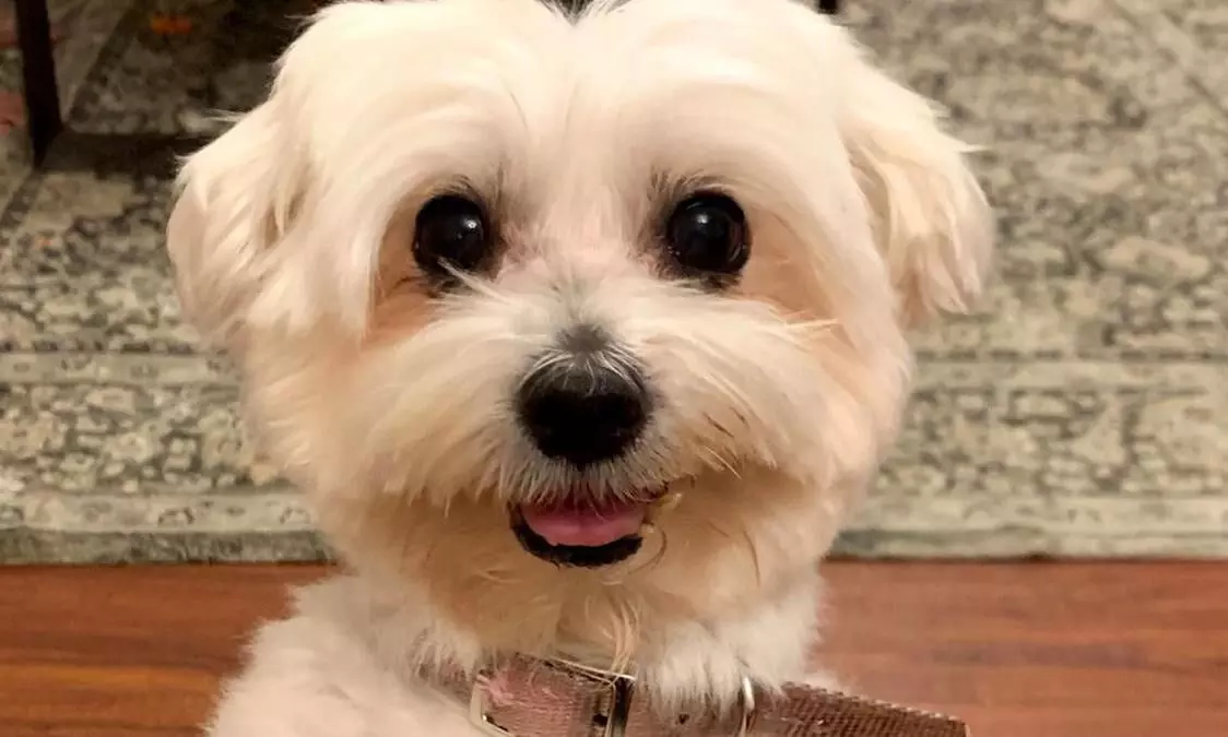 കാണാതായ പെറ്റിനെ കണ്ടെത്താൻ സഹായിച്ചാൽ​ 1.2 ലക്ഷം പ്രതിഫലം പ്രഖ്യാപിച്ച്​ ഉടമ