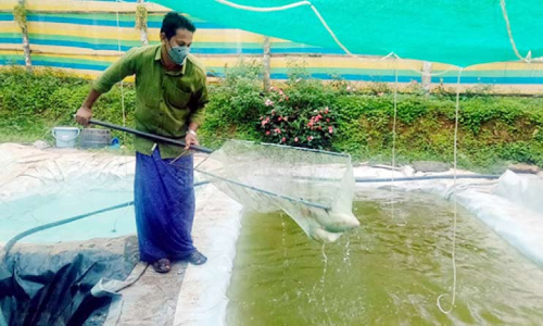 തീ​റ്റക്ക്​​ വി​ല കൂ​ടി, വി​പ​ണി കുറഞ്ഞു; ഉൾനാടൻ മത്സ്യക്കൃഷി കർഷകർ പ്രതിസന്ധിയിൽ