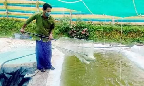 തീ​റ്റക്ക്​​ വി​ല കൂ​ടി, വി​പ​ണി കുറഞ്ഞു; ഉൾനാടൻ മത്സ്യക്കൃഷി കർഷകർ പ്രതിസന്ധിയിൽ