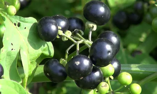 കരളിലെ അർബുദത്തെ ചെറുക്കാൻ മണത്തക്കാളി