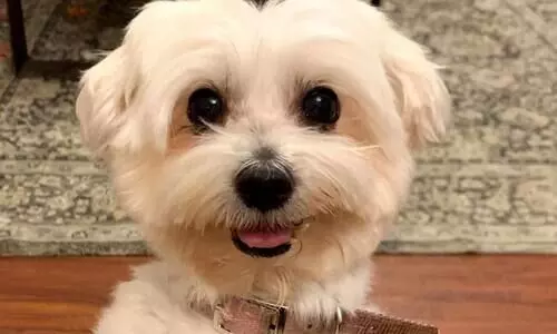 കാണാതായ പെറ്റിനെ കണ്ടെത്താൻ സഹായിച്ചാൽ​ 1.2 ലക്ഷം പ്രതിഫലം പ്രഖ്യാപിച്ച്​ ഉടമ