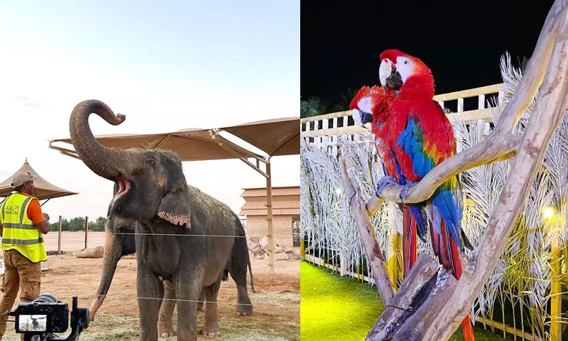 റി​യാ​ദ്​ സീ​സ​ൺ: വ​ന്യ​ജീ​വി​ക​ളോ​ടൊ​പ്പം   ആ​ഘോ​ഷ​മൊ​രു​ക്കി സ​ഫാ​രി പാ​ർ​ക്കും​