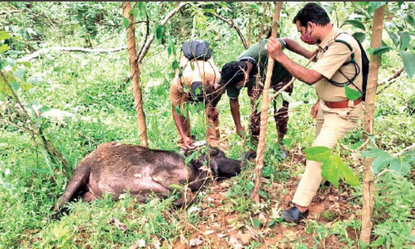 tiger bitten buffalo tiger bitten buffalo