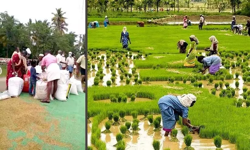 paddy field paddy field