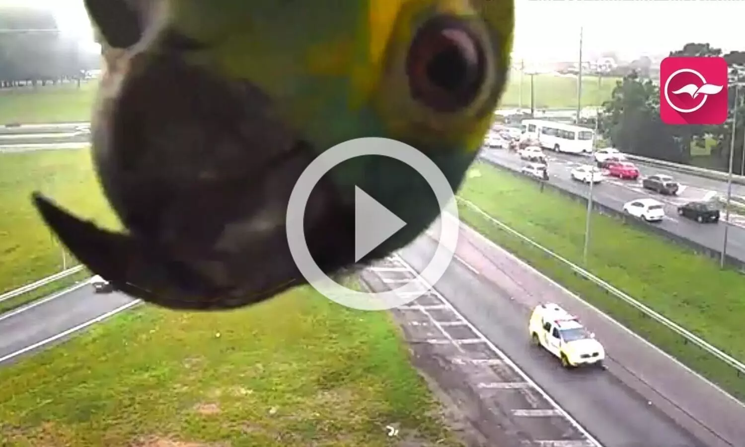 ട്രാഫിക് കാമറയിൽ ഒളിച്ചുകളിയുമായി തത്ത,; വൈറലായി വിഡിയോ