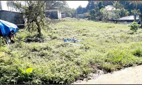 mankod market mankod market