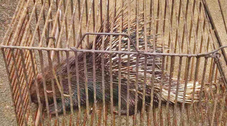 ഫിസിക്സ് ക്ലാസിലെത്തിയ മുള്ളൻപന്നിയെ പൊലീസ് പിടികൂടി ഫിസിക്സ് ക്ലാസിലെത്തിയ മുള്ളൻപന്നിയെ പൊലീസ് പിടികൂടി