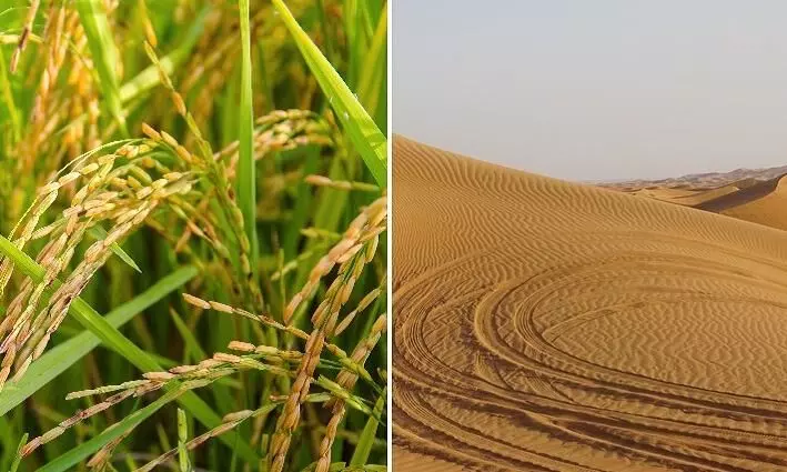 മരുഭൂമിയിൽ നെല്ല് കൊയ്തെടുത്ത് സഹോദരങ്ങൾ മരുഭൂമിയിൽ നെല്ല് കൊയ്തെടുത്ത് സഹോദരങ്ങൾ