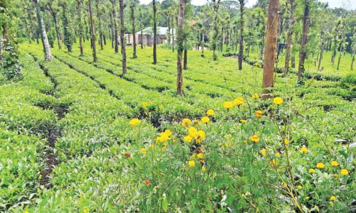 പ​ഞ്ചാ​ര​ക്കൊ​ല്ലി പ്രി​യ​ദ​ർ​ശി​നി എ​സ്​​റ്റേ​റ്റി​ൽ വി​പു​ല ടൂറിസം പ​ദ്ധ​തി​ക​ളു​മാ​യി ഡി.​ടി.​പി.​സി