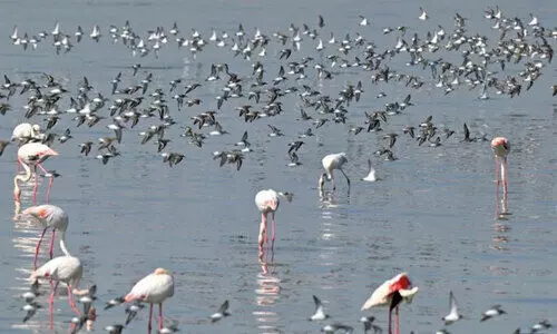 മി​ത ശീ​തോ​ഷ്​​ണം; കു​വൈ​ത്തി​ലി​ത്​ ന​ല്ല കാ​ലാ​വ​സ്ഥ