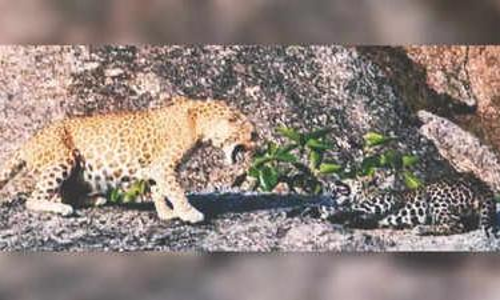 ഇന്ത്യയിൽ ആദ്യമായി പിങ്ക്​ പുള്ളിപ്പുലിയെ കണ്ടെത്തി