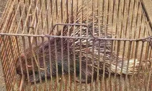 ഫിസിക്സ് ക്ലാസിലെത്തിയ മുള്ളൻപന്നിയെ പൊ​ലീ​സ് പി​ടി​കൂ​ടി