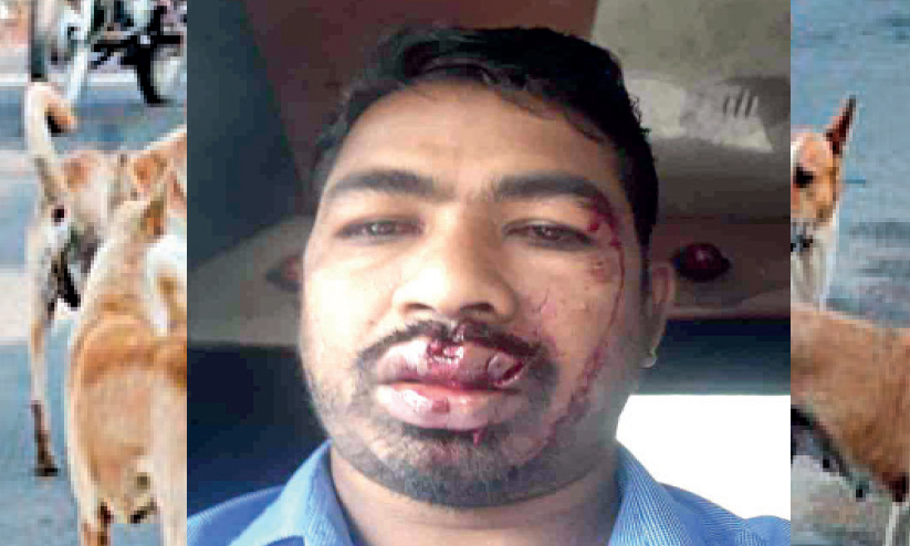 ഭീതി പരത്തി തെരുവുനായ: പൊന്നാനിയിലും മാറഞ്ചേരിയിലും നിരവധി പേർക്ക് നേരെ ആക്രമണം, നാല് പേർക്ക് ഗുരുതര പരിക്ക് ഭീതി പരത്തി തെരുവുനായ: പൊന്നാനിയിലും മാറഞ്ചേരിയിലും നിരവധി പേർക്ക് നേരെ ആക്രമണം, നാല് പേർക്ക് ഗുരുതര പരിക്ക്