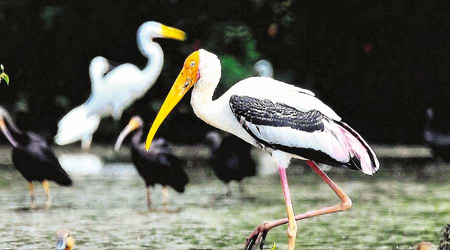 ചതുപ്പിൽ വർണം വിതറി കൊക്കുകൾ