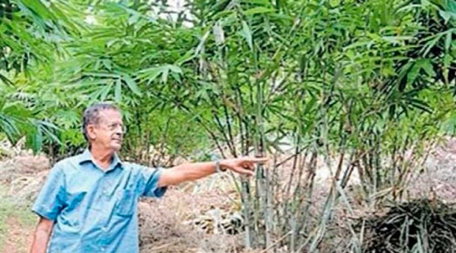 അ​ഞ്ച് ഏ​ക്ക​ർ സ​ഥ​ല​ത്ത് 600ഓ​ളം ഇനത്തിൽ മു​ള കൃ​ഷി; ഇത് ദി​വാ​ക​ര​ൻെറ വിജയഗാഥ