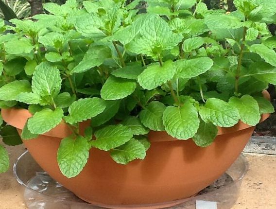 growing mint in pot growing mint in pot