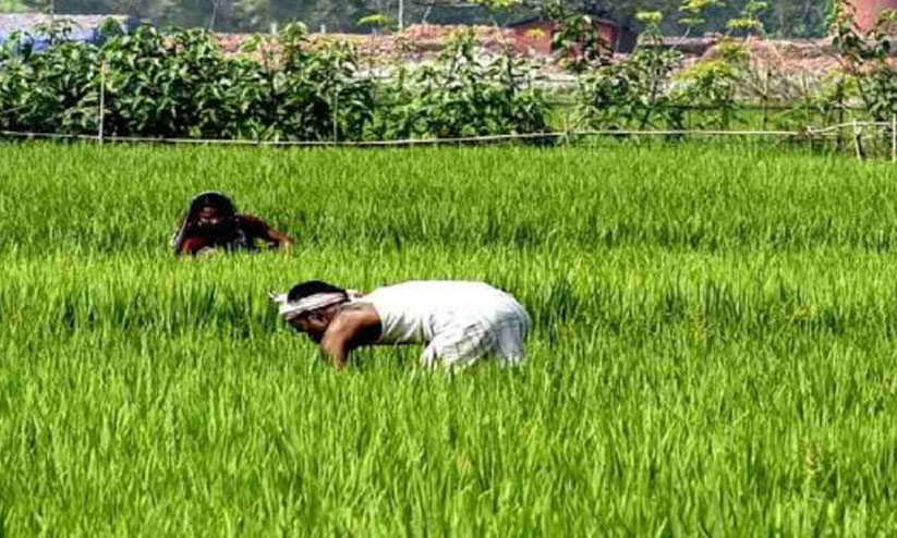 കൃഷി ഭവനിൽ ജീവനക്കാരില്ല ; കർഷകർ ദുരിതത്തിൽ കൃഷി ഭവനിൽ ജീവനക്കാരില്ല ; കർഷകർ ദുരിതത്തിൽ