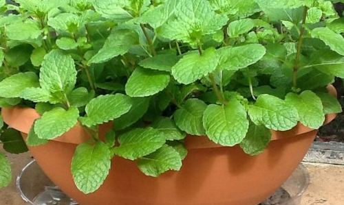 growing mint in pot
