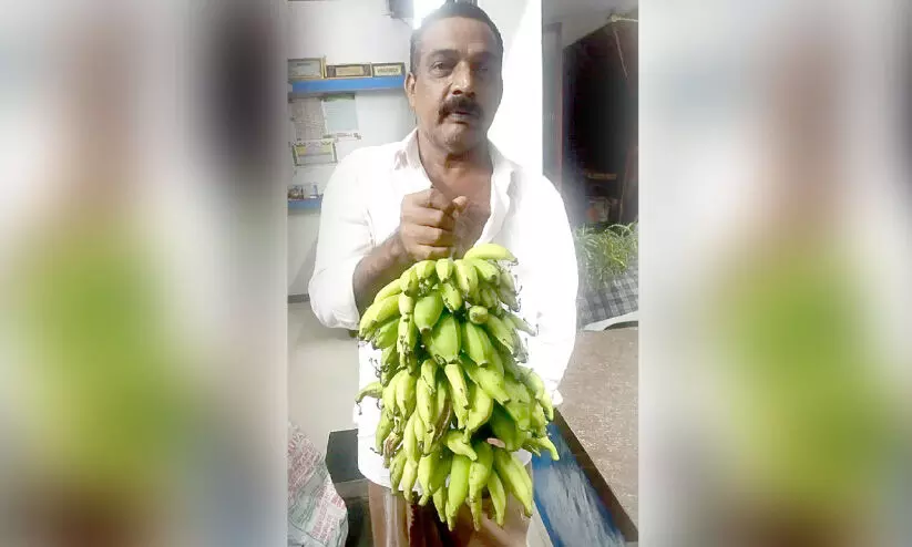 ഒരുമയുണ്ടെങ്കിൽ... ഒരു വാഴക്കുലയിൽ ഞാലിപ്പൂവനും പാളയംേകാടനും ഒരുമയുണ്ടെങ്കിൽ... ഒരു വാഴക്കുലയിൽ ഞാലിപ്പൂവനും പാളയംേകാടനും