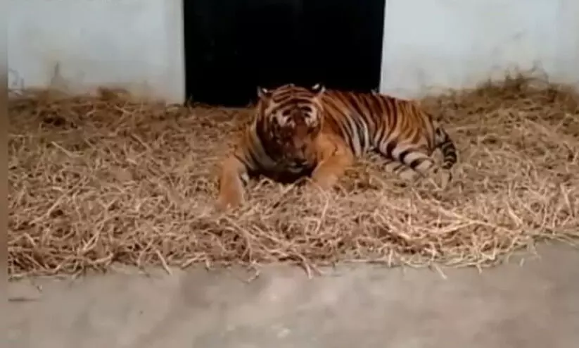 മൈസൂരു റിഹാബിലിറ്റേഷൻ സെന്ററിൽ ആരോഗ്യവാനായി നരഭോജി കടുവ മൈസൂരു റിഹാബിലിറ്റേഷൻ സെന്ററിൽ ആരോഗ്യവാനായി നരഭോജി കടുവ