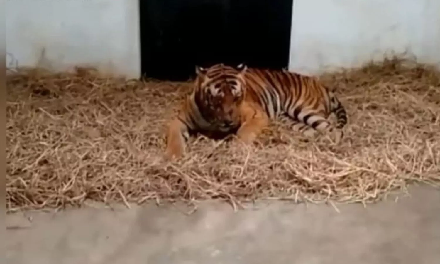 മൈസൂരു റിഹാബിലിറ്റേഷൻ സെന്‍ററിൽ ആരോഗ്യവാനായി നരഭോജി കടുവ