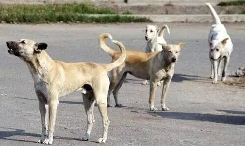 stray dogs