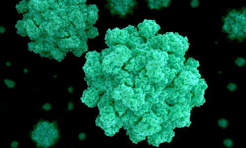 അന്തിമ റിപ്പോർട്ട് വന്നു: നോറോ വൈറസ് തന്നെ, തൃശൂരിൽ നിരീക്ഷണം ശക്തം അന്തിമ റിപ്പോർട്ട് വന്നു: നോറോ വൈറസ് തന്നെ, തൃശൂരിൽ നിരീക്ഷണം ശക്തം