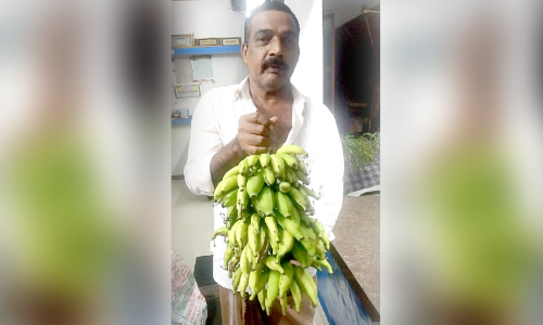 ഒരുമയു​ണ്ടെങ്കിൽ... ഒരു വാഴക്കുലയിൽ ഞാലിപ്പൂവനും പാളയം​േകാടനും