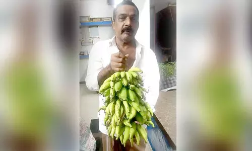 ഒരുമയു​ണ്ടെങ്കിൽ... ഒരു വാഴക്കുലയിൽ ഞാലിപ്പൂവനും പാളയം​േകാടനും