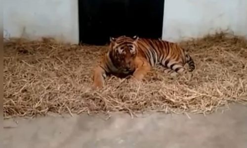 മൈസൂരു റിഹാബിലിറ്റേഷൻ സെന്‍ററിൽ ആരോഗ്യവാനായി നരഭോജി കടുവ