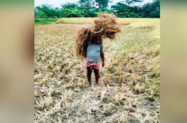 Our Pokkali is grown in Bengal Our Pokkali is grown in Bengal