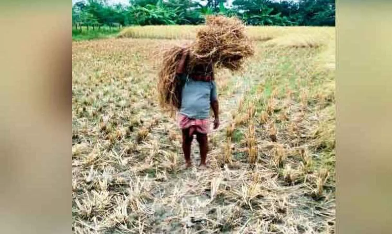 Our Pokkali is grown in Bengal