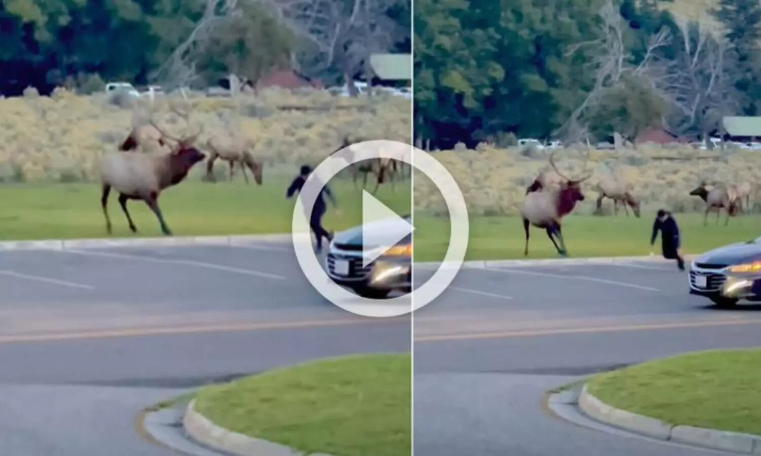 കൊമ്പുകുലുക്കി കുതിച്ചെത്തിയ ബുൾ എൽകിൽ നിന്ന്​ രക്ഷപ്പെട്ടത്​ തലനാരിഴക്ക്​; വൈറലായി വിഡിയോ