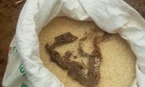 റേഷനരിയിൽ ചത്ത പാമ്പിനെ കണ്ടെത്തി