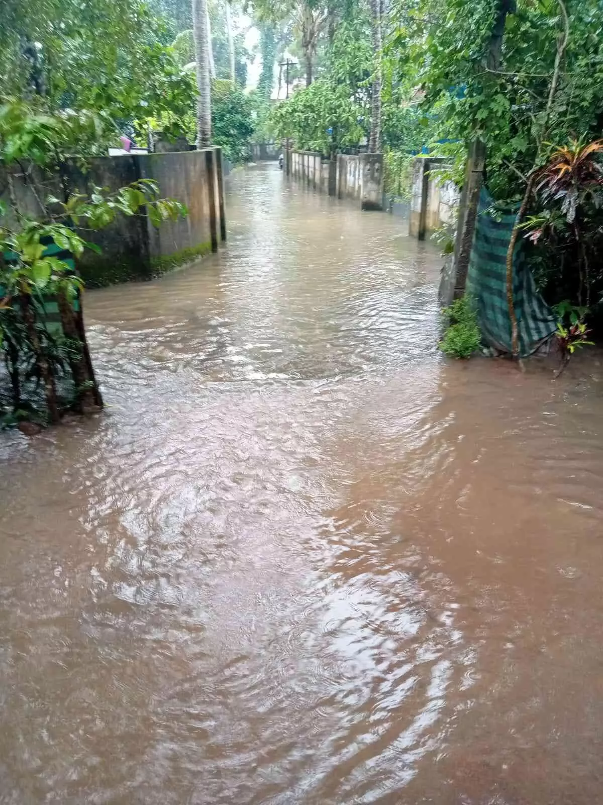 വെള്ളത്തിൽ മുങ്ങി ഓണാട്ടുകര വെള്ളത്തിൽ മുങ്ങി ഓണാട്ടുകര