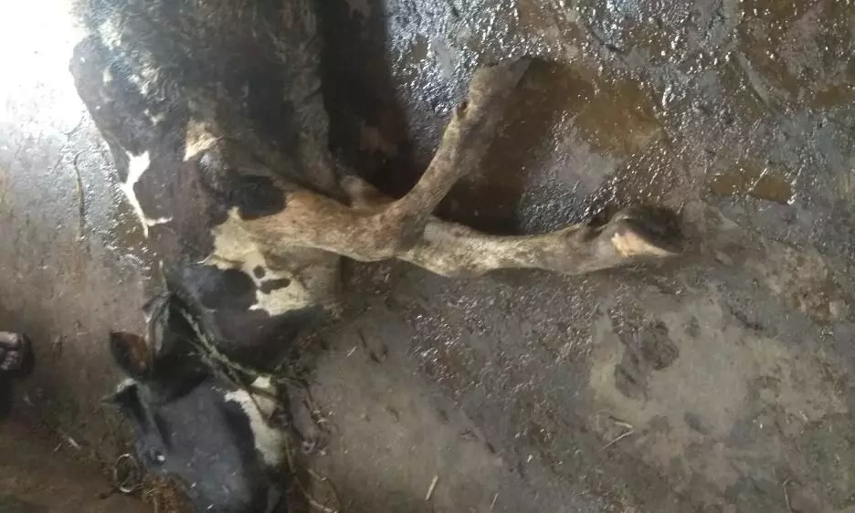 കുരലടപ്പൻ രോഗം: ക്ഷീരകർഷകൻ്റെ പശു ചത്തു കുരലടപ്പൻ രോഗം: ക്ഷീരകർഷകൻ്റെ പശു ചത്തു