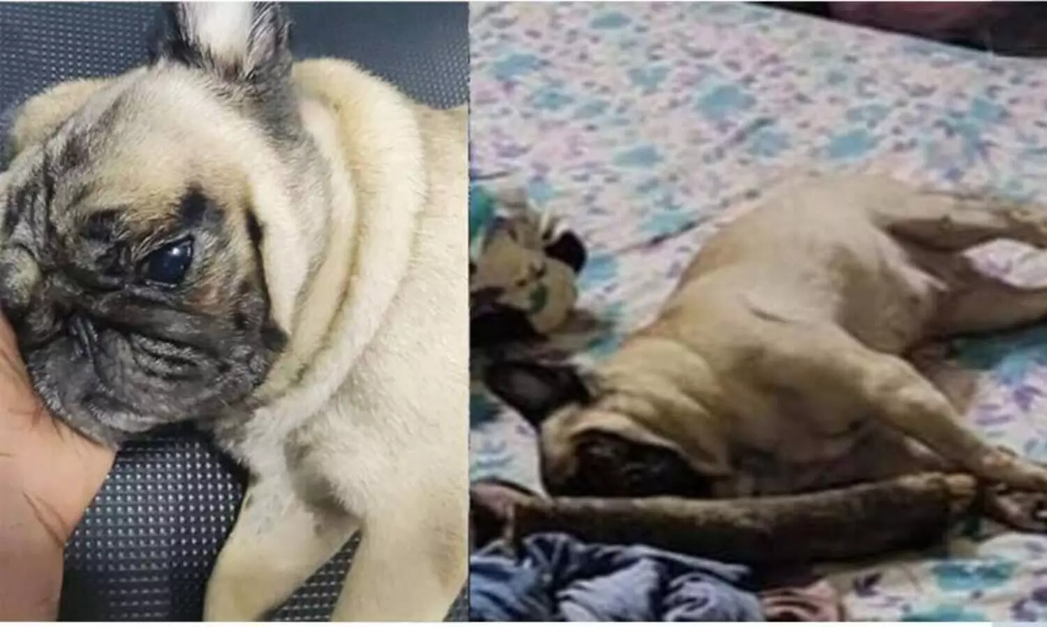 പൊലീസ് വളർത്തുനായയെ അടിച്ചു കൊന്നു; ഫ്രിഡ്​ജിൽ സൂക്ഷിച്ച്​ വീട്ടുടമ