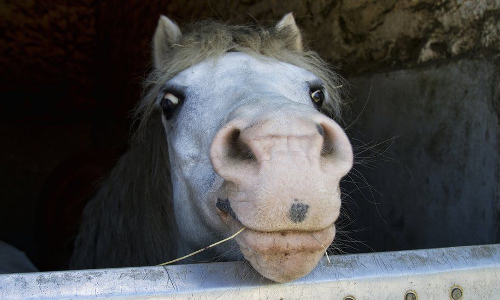 ജഡ്​ജി നേരി​ട്ടെത്തി; പൂക്കോട്ട്​ രോഗത്താൽ നരകിച്ച കുതിരക്ക് ചികിത്സ