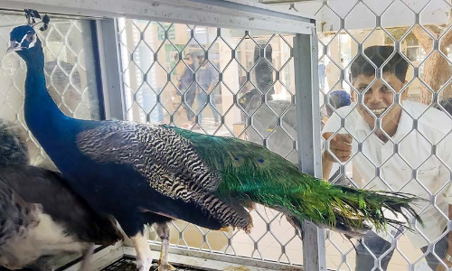 മയിലിനെ കറിവെക്കാനൊരുങ്ങി യൂട്യൂബര്‍: വിവാദം