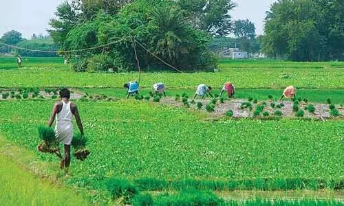 മഴയും രോഗങ്ങളും; കണ്ണീർ വിളവെടുത്ത്​ കർഷകർ
