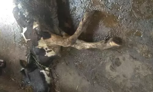 കുരലടപ്പൻ രോഗം: ക്ഷീരകർഷകൻ്റെ പശു ചത്തു കുരലടപ്പൻ രോഗം: ക്ഷീരകർഷകൻ്റെ പശു ചത്തു