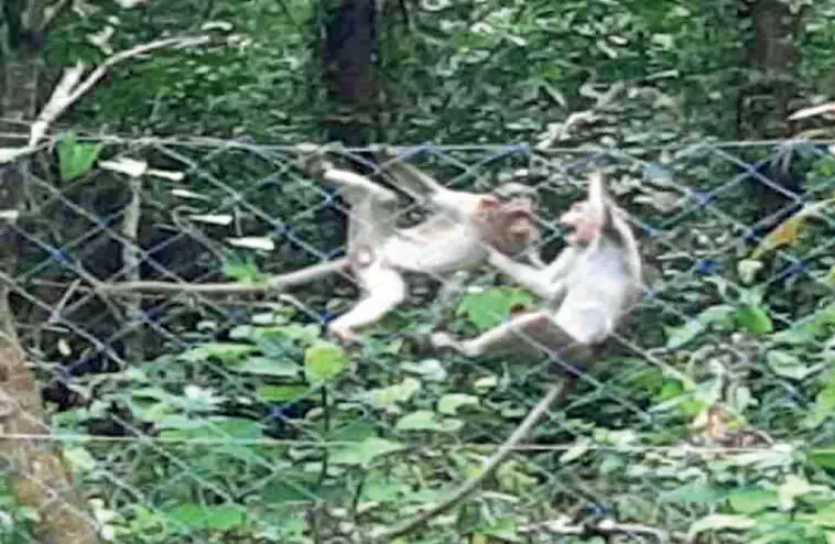 Monkey harassment is severe in Ottapalam